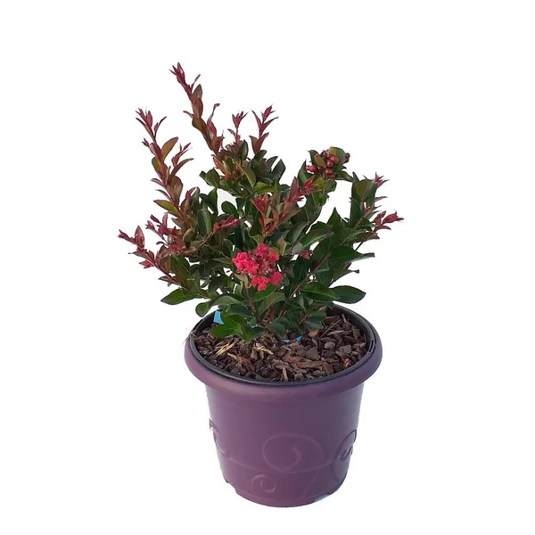 Lagerstroemia Enduring Summer® Red coloris rouge – 3 L