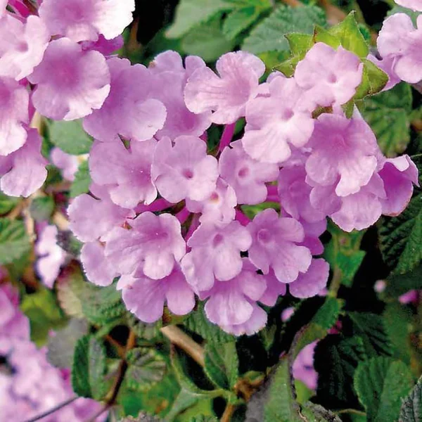 Lantana Sellowiana à fleurs roses - Le pot carré bleu de 2,5 litres