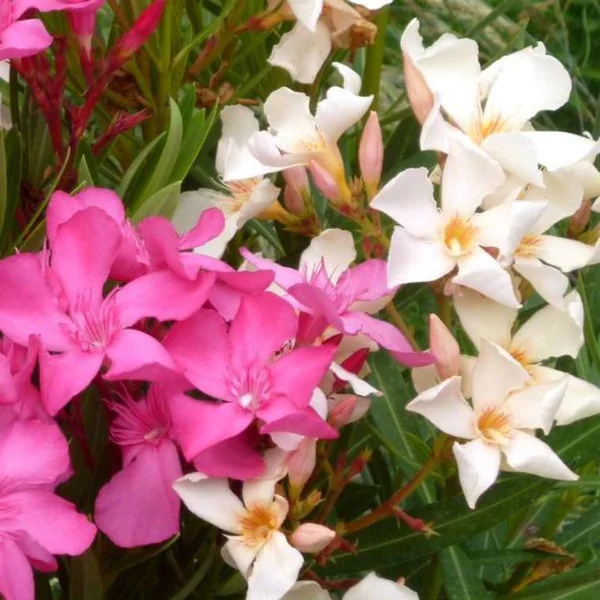 Laurier rose à fleurs multicolores - Le pot Ø 13 cm