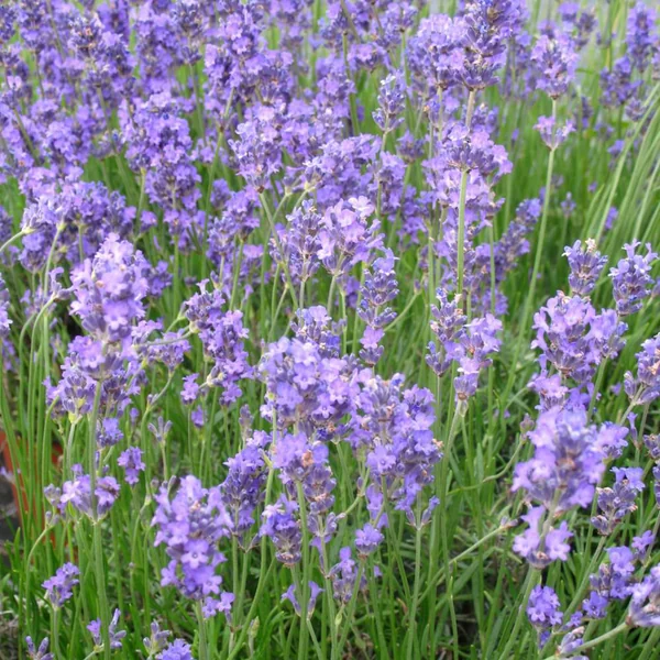 Lavande Angustifolia Grosso coloris bleu – 3 L
