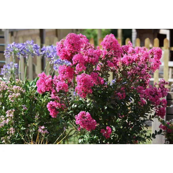 Lavande Lagerstroemia Enduring Summer® Lavender coloris violet – 3 L