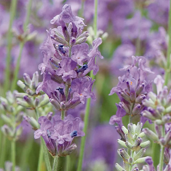 Lavande officinale à fleurs bleues ou Lavande vraie. Le pot déco de 2,5 litres