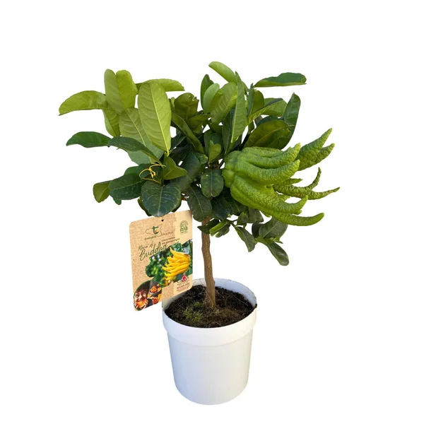 Main de Bouddha coloris jaune - 5 L