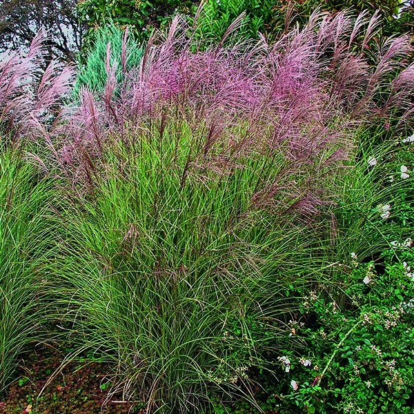 Miscanthus sinensis Morning Light vert botanic®. Le pot de 2 litres