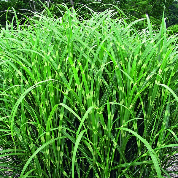 Miscanthus sinensis Zebrinus vert botanic®. Le pot de 4 litres