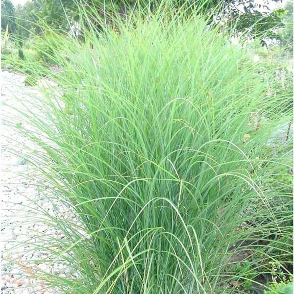 Mélange de Graminées variées à la végétation multicolore - Le pot de 4 litres