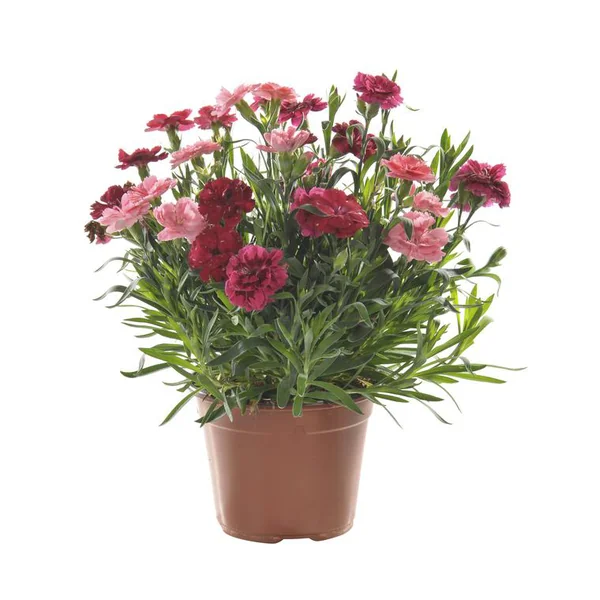 Oeillet - Le pot de 1 litre