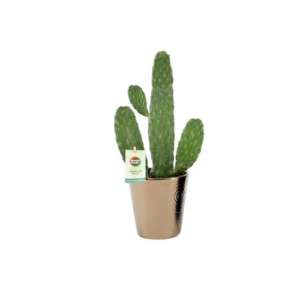 Opuntia Rubescens Consolea 45 cm et son cache pot Ø 12 cm
