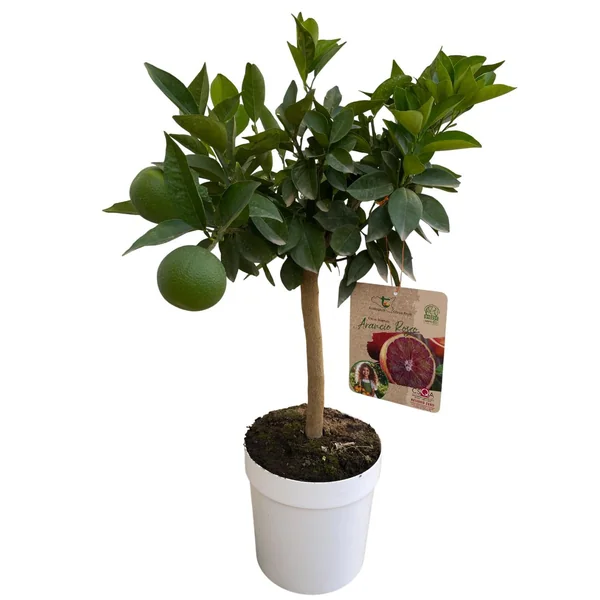 Oranger Moro 1/4 tige coloris orange - 5 L