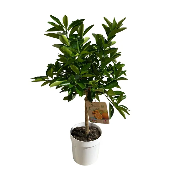 Oranger Tarocco 1/4 tige coloris orange - 5 L
