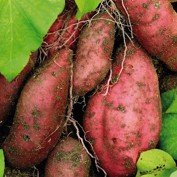 Patate Douce Beauregard. Le pot de 10,5 cm