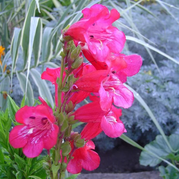 Penstemon coloris variés. Le pot de 2 litres