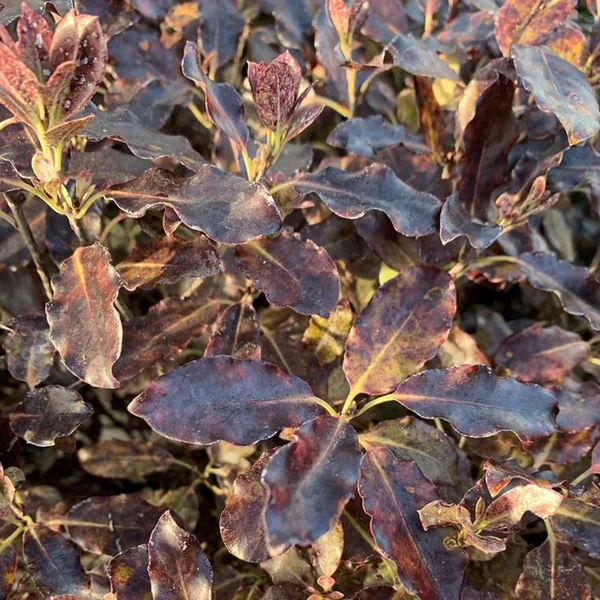 Pittosporum Tenuifolium Tom Thumb Ø 40 cm. Le pot de 75 litres