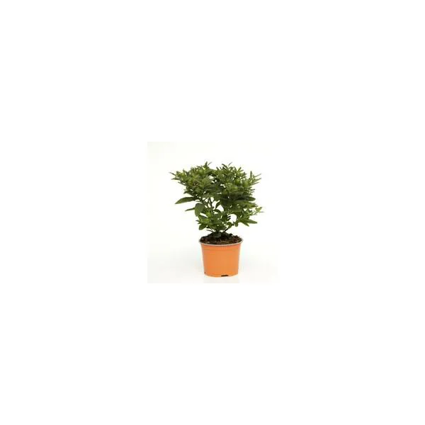 Pommier D'Amour - Le pot diam 12 cm