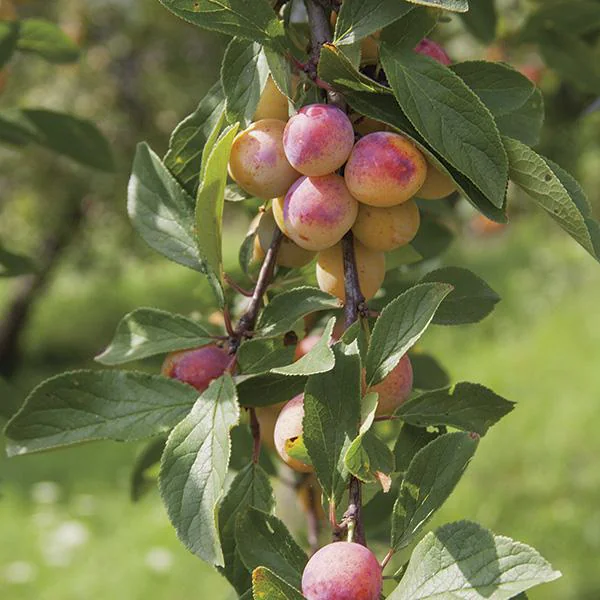 Prunier Mirabelle. Le pot de 25 litres