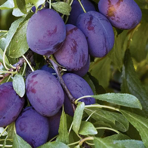 Prunier Quetsche d'Alsace coloris violet - 35 L