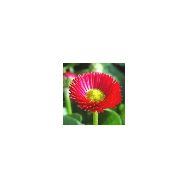 Pâquerette - La barquette de 10 plants