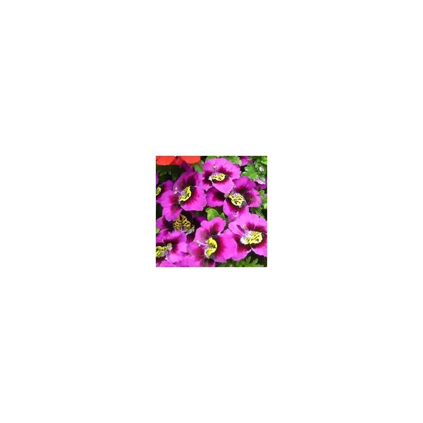 Schizanthus - Le pot de 10.5 cm