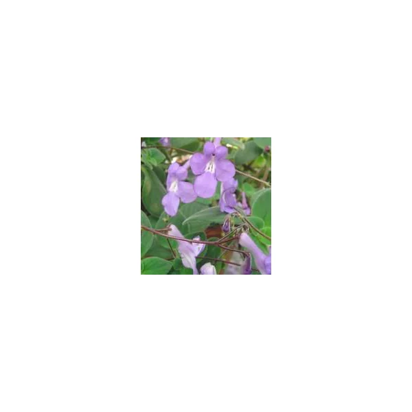Streptocarpus Ø 12 x H 25 cm