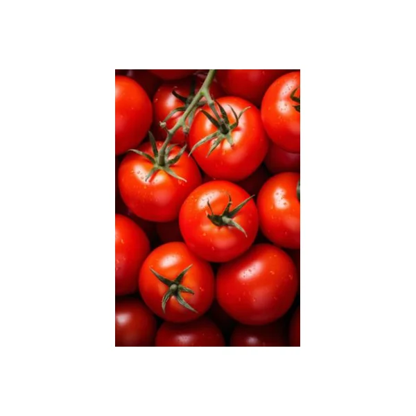 Terreau potager sans tourbe Verve 40L