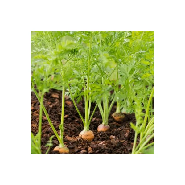 Terreau sans tourbe pour potager 50L GoodHome