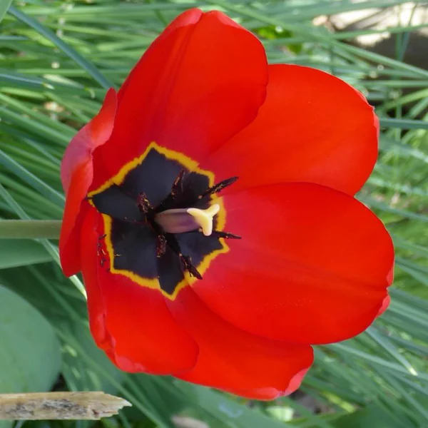 Tulipe multicolore. Le pot de 10,5 cm