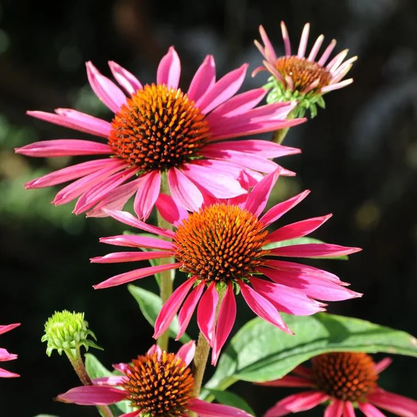 Échinacée pourpre ou Echinacea purpurea à fleurs roses - Le pot de 4 litres