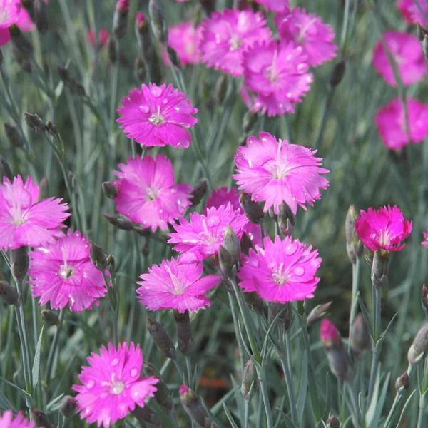 Œillet des Alpes ou Dianthus alpinus à fleurs roses - Le pot Ø 10,5 cm