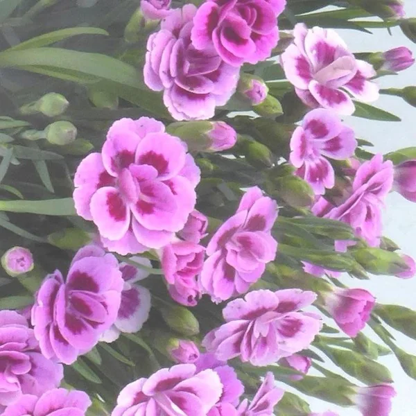 Œillet Pink Kisses - Le pot de 0,5 litre